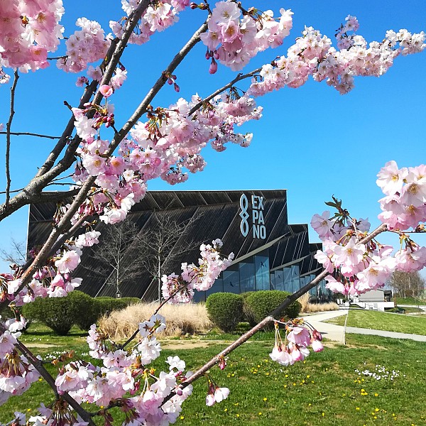 Zasajena 34. cvetoča japonska češnja 